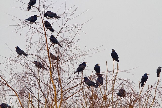 Украинская газета назвала перелетных птиц «российскими нахлебниками»