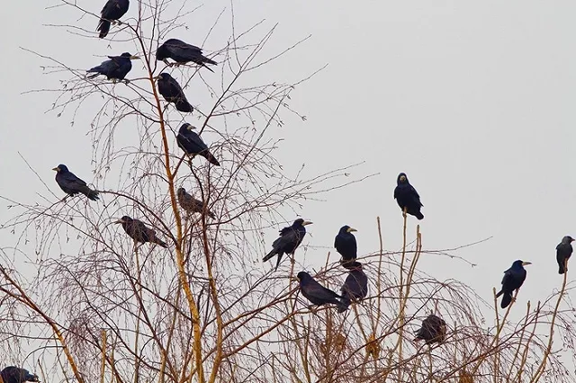 Украинская газета назвала перелетных птиц «российскими нахлебниками»