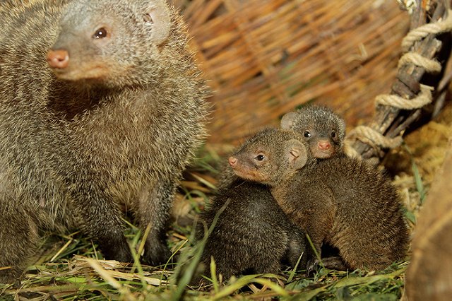 В Екатеринбургском зоопарке у полосатых мангустов родились «мимишные» малыши