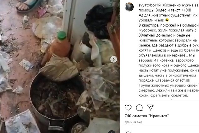 Полиция в Ростове проверяет информацию о пенсионерке, варившей котят