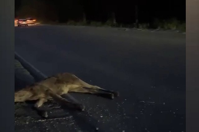 В Екатеринбурге водитель иномарки сбила лося
