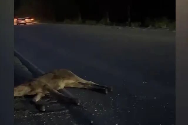 В Екатеринбурге водитель иномарки сбила лося