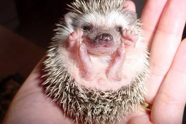 Дети из Полевского решили поиграть в футбол живым ежиком