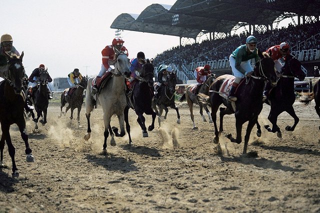 Приз президента России выиграл жеребец Тайгер Кид