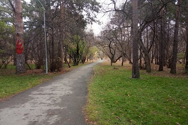 Подрядчики приступили к вырубке старых и больных деревьев в Зеленой роще