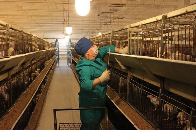 Среднеуральская птицефабрика объявила о полном закрытии