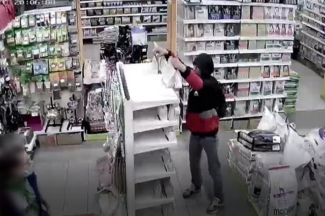 В Екатеринбурге появился наглый похититель кошачьего корма