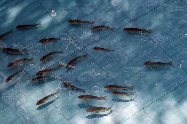 В Екатеринбурге вырастят десятки тысяч икринок дорогой рыбы