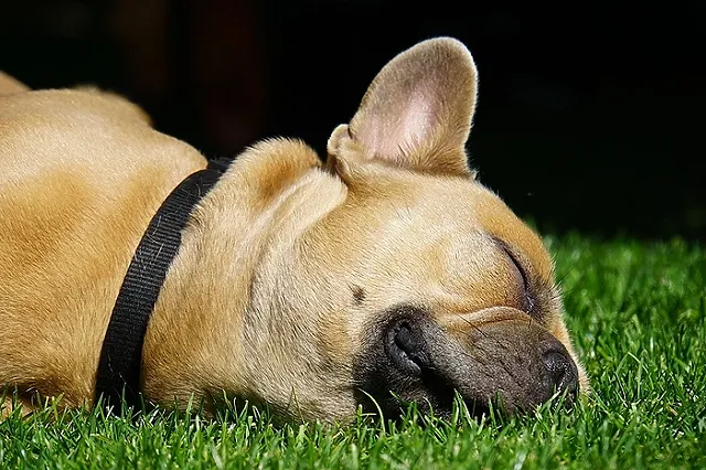 В Академическом щенок съел отраву у дома и погиб