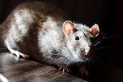 В Белоярке крыса покусала двух 4-летних детей