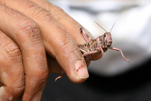 Режим ЧС ввели в четырех районах Дагестана из-за марокканской саранчи