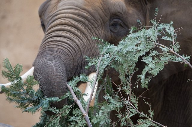 Психологи объяснили, почему новогоднюю елку стоит убрать пораньше