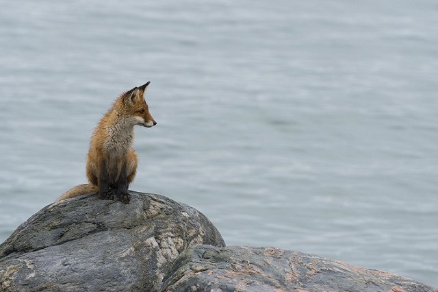 В России заявили о разгерметизации реактора затонувшей АПЛ К-278 «Комсомолец»