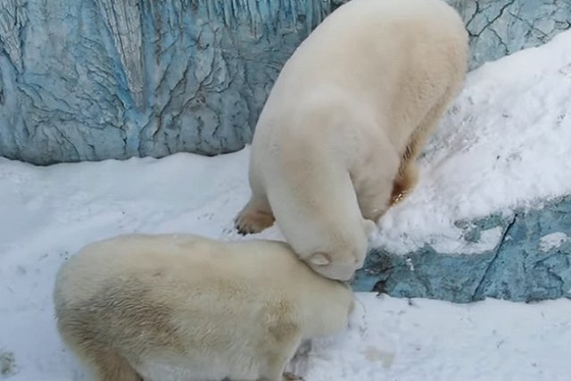 В Екатеринбургском зоопарке умерла подруга Умки