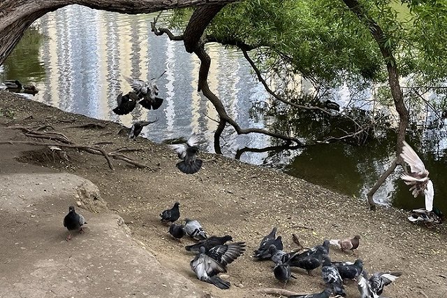 С женщины хотят взыскать 168 тысяч рублей за кормление голубей