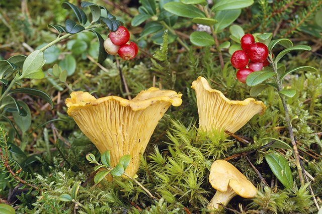 Аномальная зима принесла грибы в российские леса