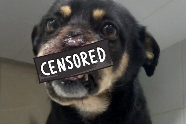 Отрезали полморды: в Екатеринбурге неизвестные изуродовали собаку