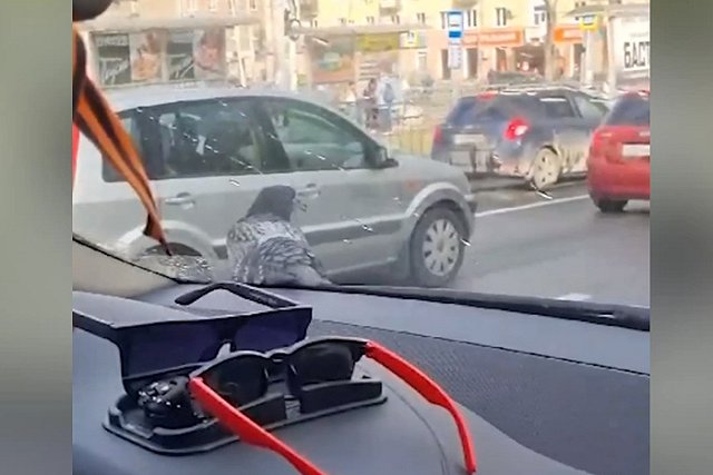 Водитель из Екатеринбурга пожаловался на наглого голубя-пассажира