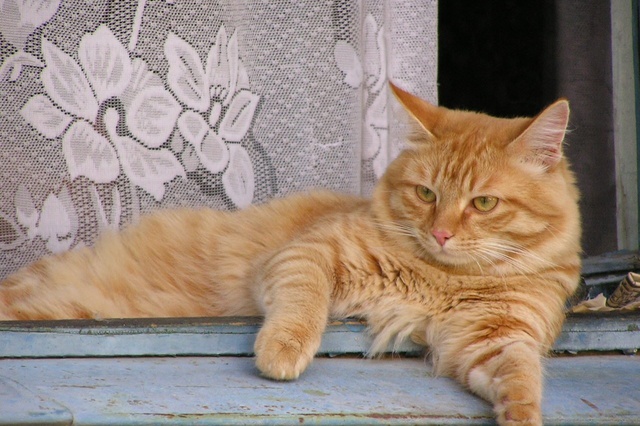 Коту, объевшему на тысячу евро рыбный магазин, ищут хозяина