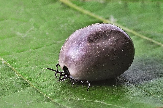 От клещевого энцефалита в Свердловской области в этом году умер один человек