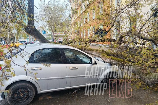 На Хохрякова дерево рухнуло на автомобиль