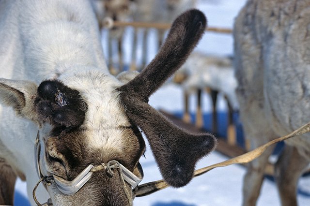 Ученые: Загадочные воронки на Ямале и сибирская язва связаны