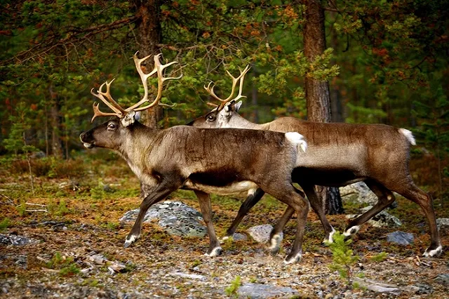 Названа страна с самыми счастливыми жителями