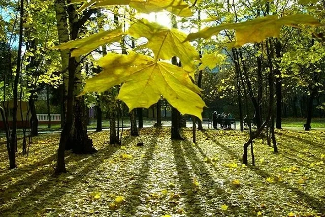 Компания ARCHITECT разработает малые архитектурные формы для Зеленой рощи