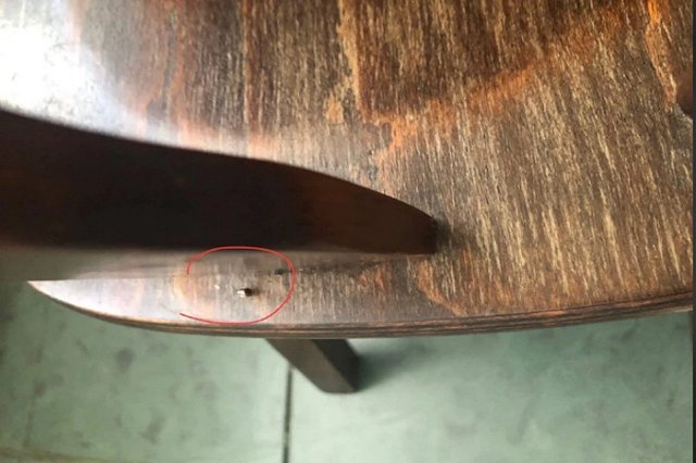 Свердловчане пожаловались на нашествие тараканов в мэрии