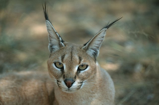 Грабители, похитившие у заводчицы в Москве каракала, получили по 7 лет колонии