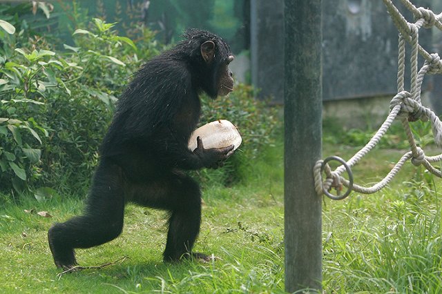 В Китае отряд обезьян зачистит улицы от птиц перед парадом