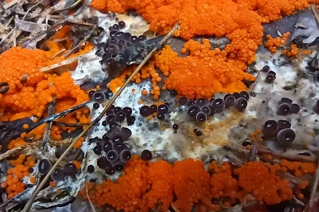 В парке на Урале выросли грибы, похожие на красную икру