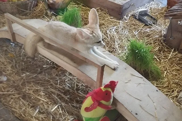 В Екатеринбургском зоопарке появился новый обитатель