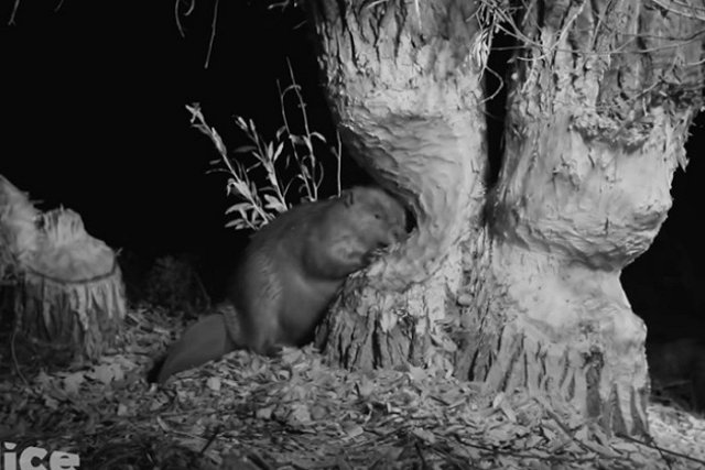 Бобры начали возводить плотину на берегу реки Миасс