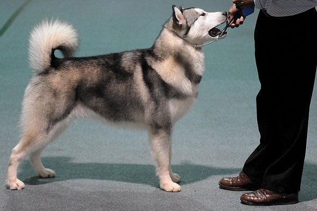 Домашний пес набросился на младенца в Петербурге и прокусил ему голову