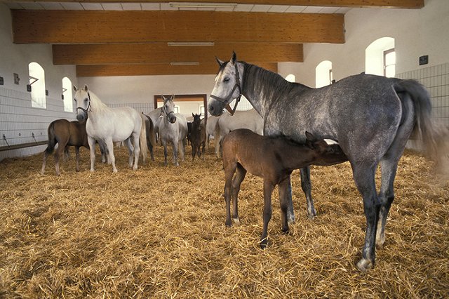 «Белая лошадь» претендует на звание лучшего конноспортивного клуба на Урале