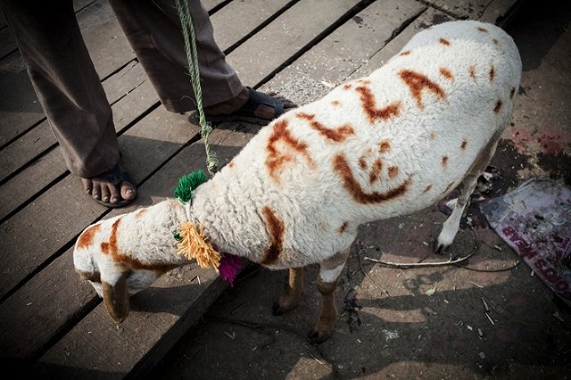 После Курбан-Байрама на уральской трассе обнаружили кладбище овец