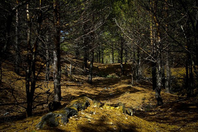 12 лесопарков Екатеринбурга обработают от клещей до 17 мая