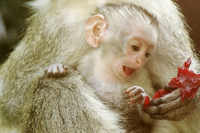 Зеленая мартышка родилась в Екатеринбургском зоопарке (ФОТО)