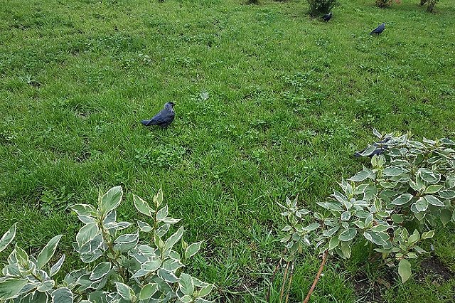 Температура по всей России в ближайшие дни будет около и выше нормы