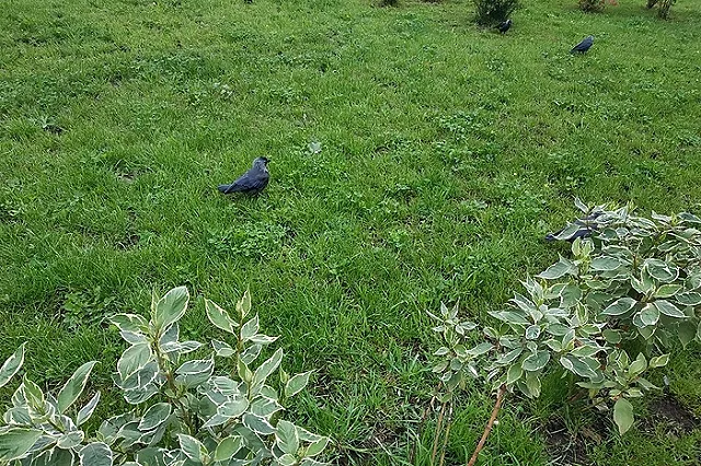 Температура по всей России в ближайшие дни будет около и выше нормы