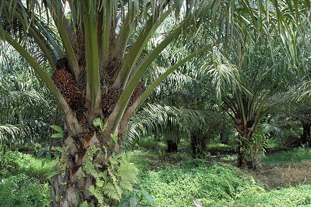 Импорт пальмового масла в Россию за 10 месяцев вырос на 25%