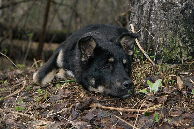 Зоозащитник сильно избит сотрудниками охраны приюта для собак в Москве