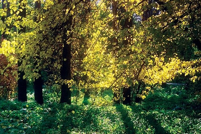 Екатеринбуржцы создали петицию против проекта благоустройства Зеленой Рощи