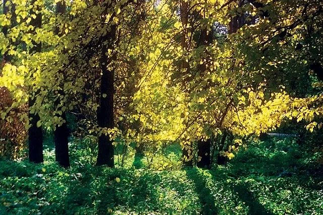 Екатеринбуржцы создали петицию против проекта благоустройства Зеленой Рощи