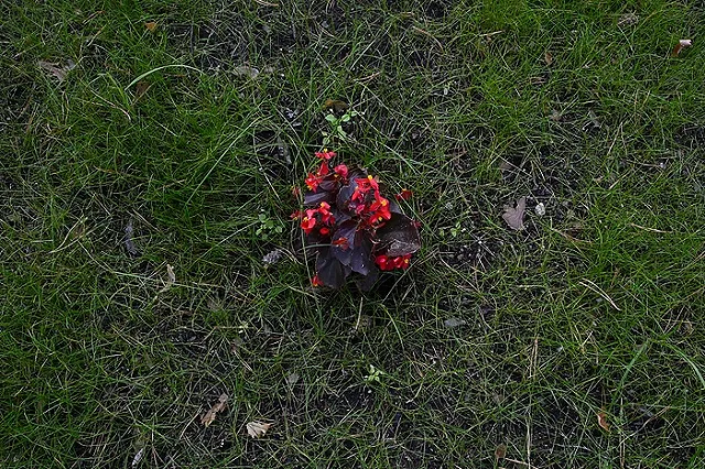 Названы растения, за которые свердловчан теперь будут штрафовать на огромные суммы