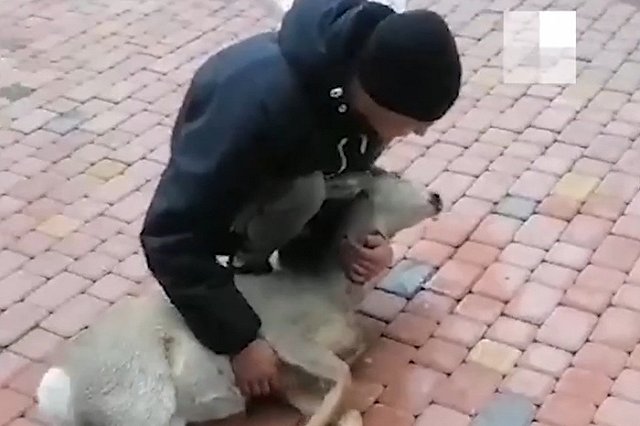 Екатеринбуржец несколько часов прождал помощи, пока у него на руках умирала косуля