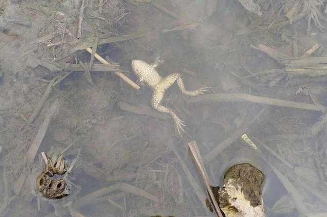 Реку в Свердловской области заполонили трупы рыб и лягушек