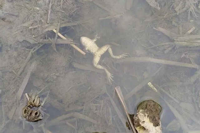 Реку в Свердловской области заполонили трупы рыб и лягушек