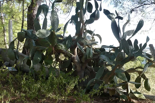 Российские туристы испортили 100-летние кактусы в ботаническом саду Ялты